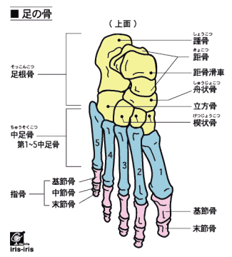 足の骨格図